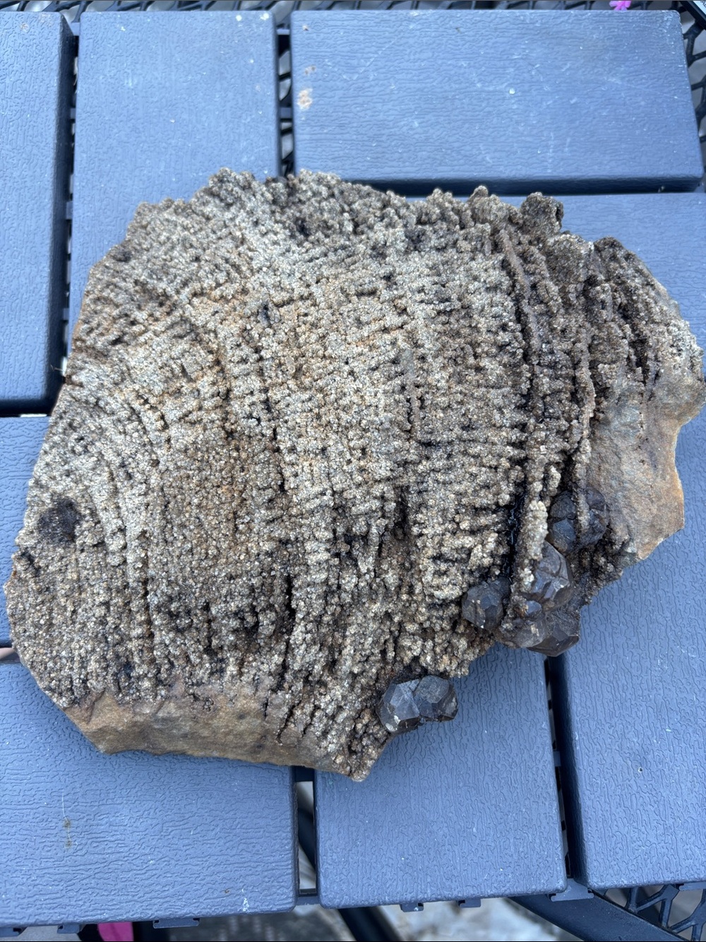 Rare fossilized coral with Calcite Crystal on Dolomite Crystal W/ Druzy